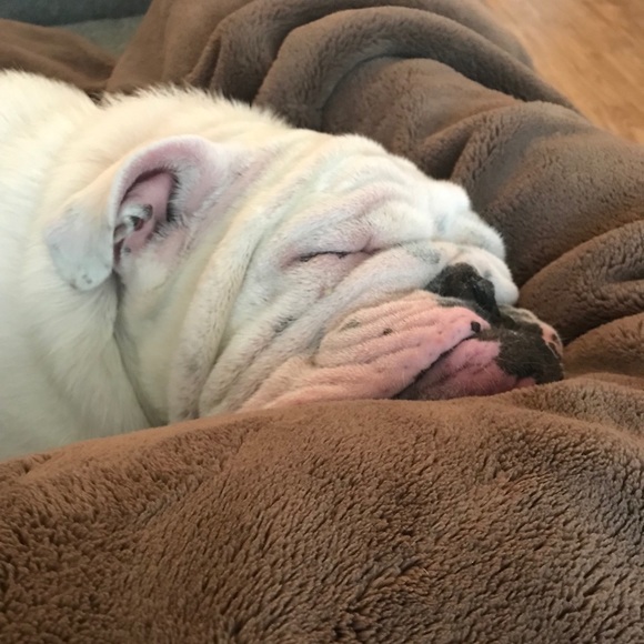 Meet your Posher, Bobbie - Picture 1 of 1